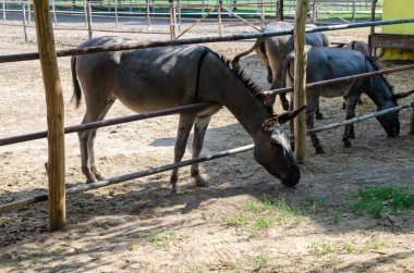 Çitin yakınındaki bir tarlada duran eşekler