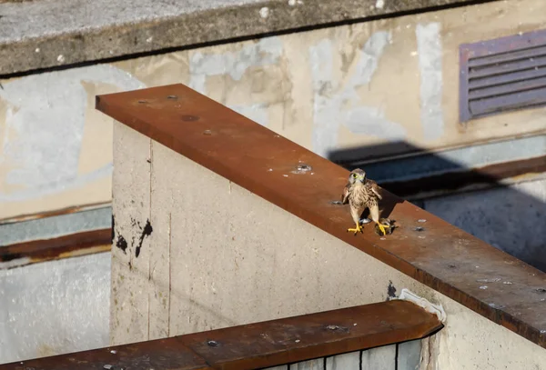 Bir Binanın Çatısındaki Kerkenez Pençeleriyle Yakalanan Bir Avın Üzerinde Duruyor — Stok fotoğraf