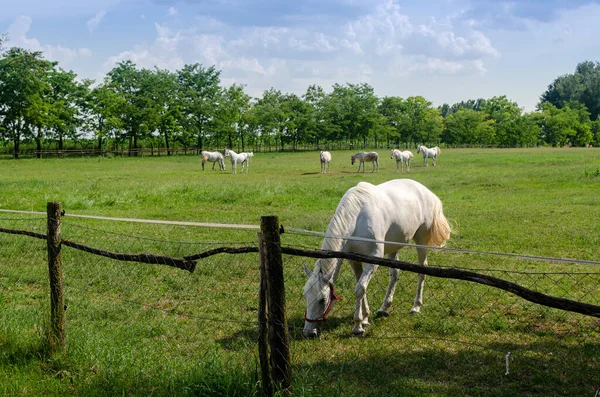 Białe Konie Wypasają Się Farmie Słoneczny Dzień — Zdjęcie stockowe