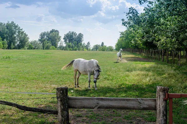 Białe Konie Stojące Farmie Słoneczny Dzień — Zdjęcie stockowe