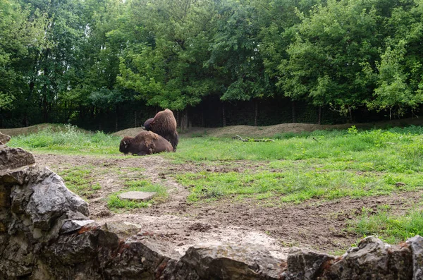 Zwei Büffel Ruhen Frühling Auf Einer Grünen Wiese — Stockfoto