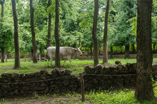 Byk Zielonym Otoczeniu Ogrodzie Zoologicznym — Zdjęcie stockowe