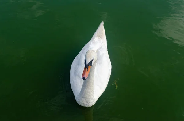 Cisne Blanco Sobre Una Superficie Agua Verde Durante Día —  Fotos de Stock