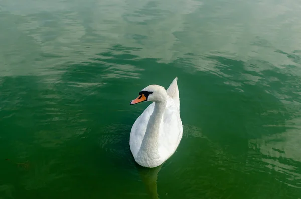 日中は緑色の水面に白い白鳥 — ストック写真