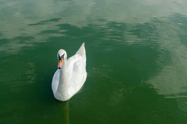 日中は緑色の水面に白い白鳥 — ストック写真