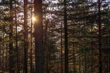 Kozalaklı ağaçların arasından geçen güneş ışınları