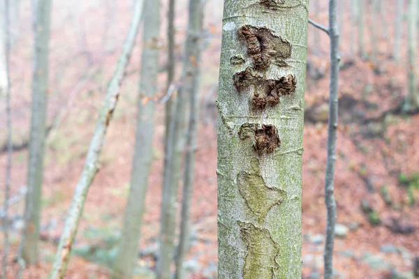 Close Tronco Árvore Jovem Uma Floresta Montanha Outono — Fotografia de Stock