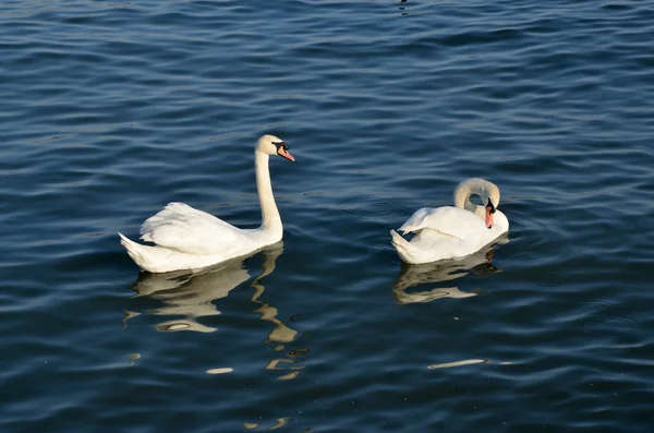 Two swans — Stock Photo, Image