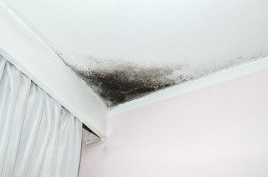 Mold on the ceiling clipart