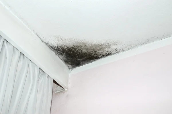 Mold on the ceiling — Stock Photo, Image