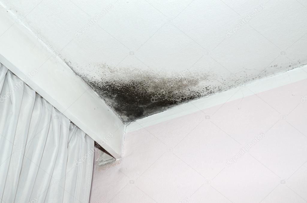 Mold on the ceiling