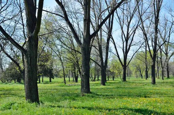 Floresta e Prado — Fotografia de Stock