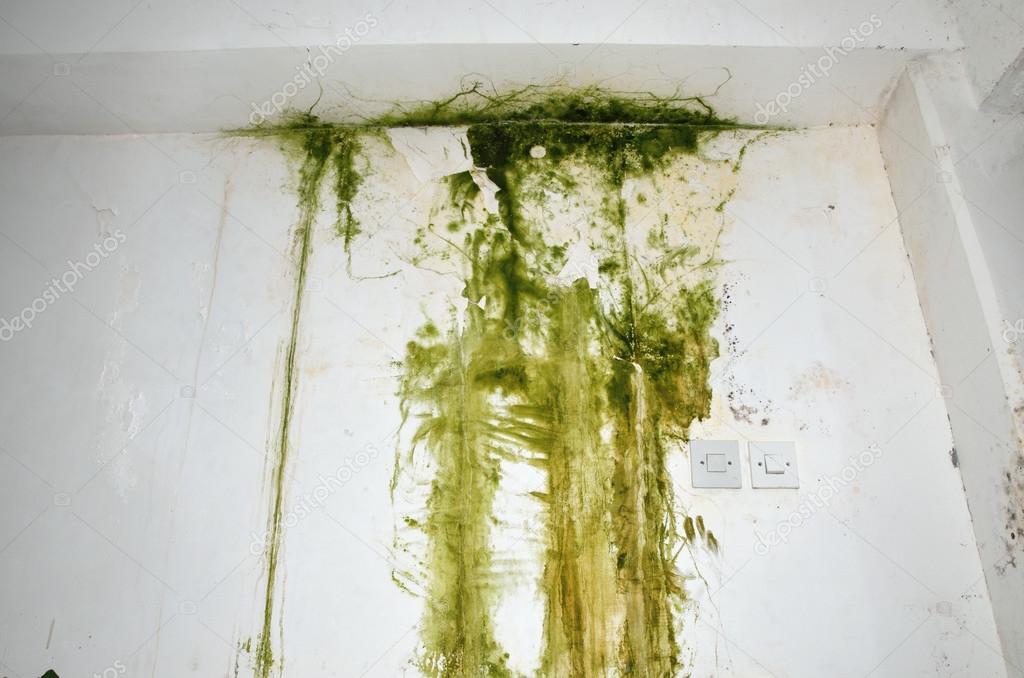 Green Mold On A Wall Stock Photo C Bane M 72741913