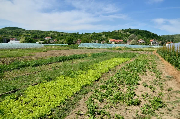 Spinach and lettuce fields — Stock Photo, Image