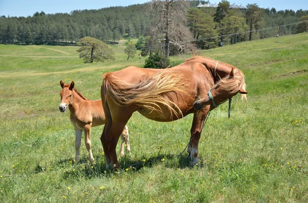 Merrie en haar veulen — Stockfoto