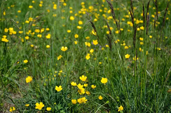 Желтые горные цветы — стоковое фото