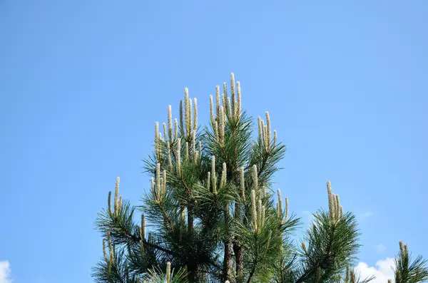 Ramas de pino en primavera — Foto de Stock