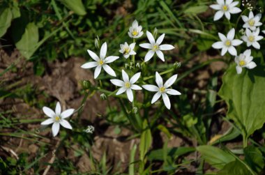 beyaz kır çiçekleri 