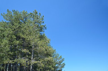Conifer trees and blue sky clipart