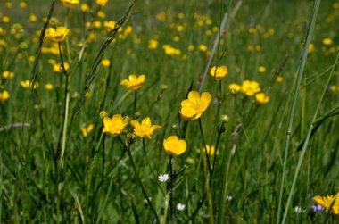 Sarı çayır çiçekler 