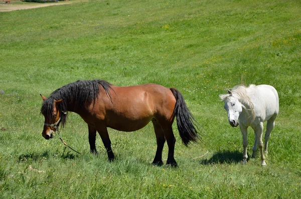 Cheval brun et blanc — Photo