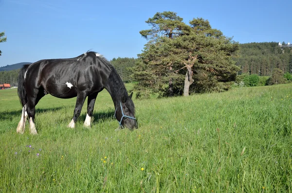 Caballo negro en campo verde — Foto de Stock