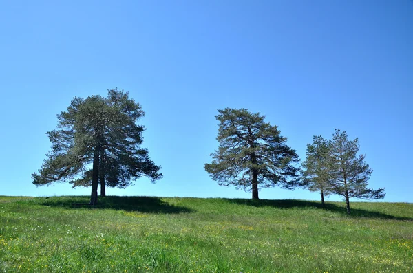 Pohon-pohon terpencil — Stok Foto