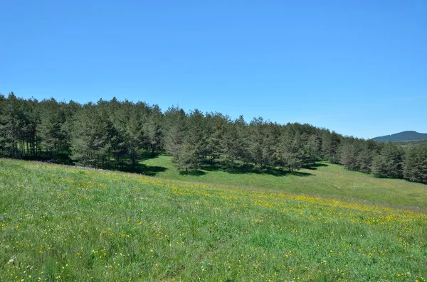 Wald und Wiesen — Stockfoto