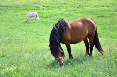 kahverengi ve beyaz at