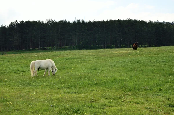 Cavalli sul prato — Foto Stock