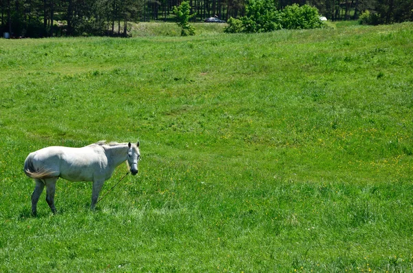 Cavallo bianco su prato verde — Foto Stock
