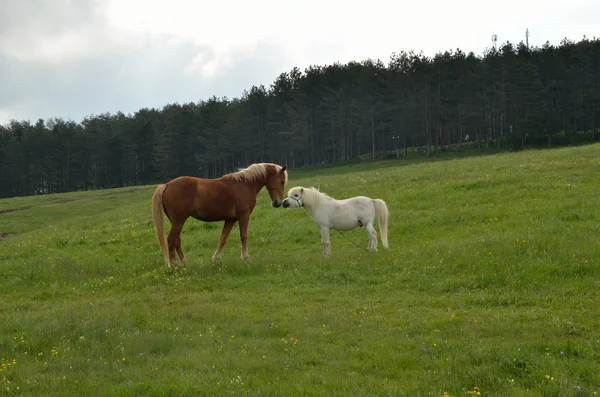 Paard vriendschap — Stockfoto
