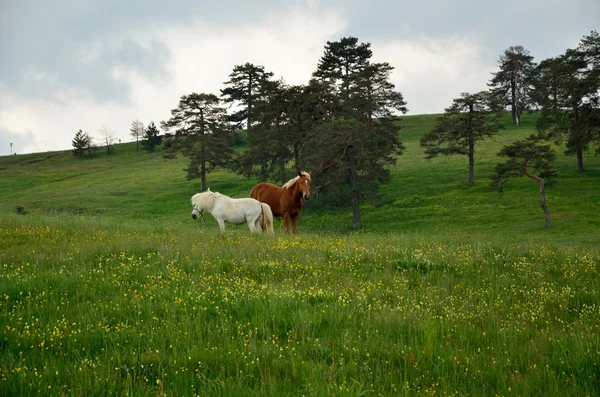 Cavallo bianco e marrone su campo verde — Foto Stock