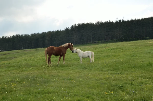 Kussen paarden — Stockfoto