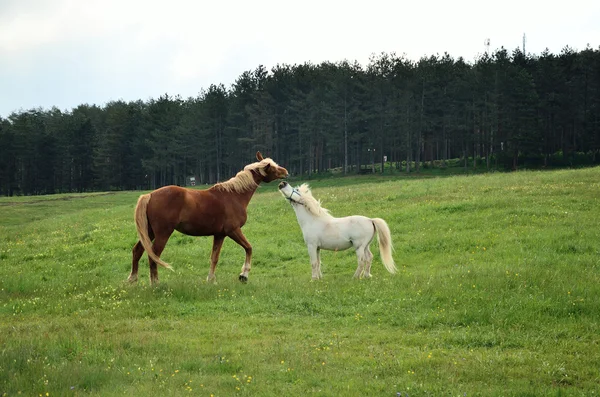 Jugar a los caballos — Foto de Stock
