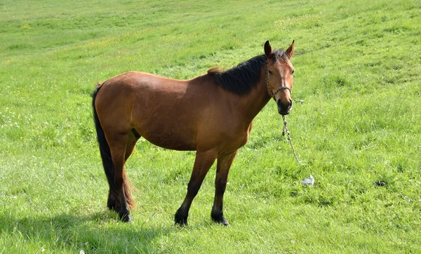 Portret konia brązowego — Zdjęcie stockowe