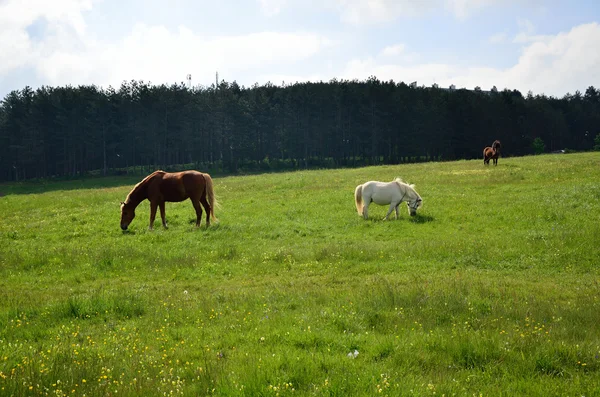 Три коні на зеленому полі — стокове фото