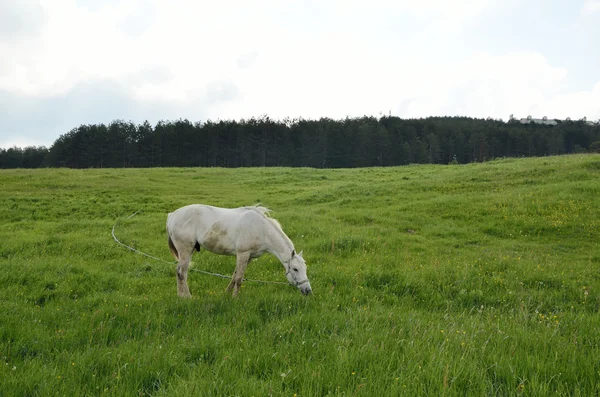 Cavallo bianco su campo verde — Foto Stock