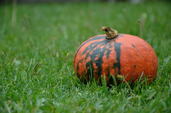 Calabaza pintoresca en césped verde —  Fotos de Stock