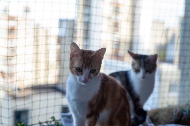İki sevimli kedi - biri kızıl, diğeri yarım tekir - koruyucu bir ağla balkonda dinleniyor.