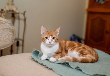 Tatlı kızıl kedi yumuşak bir örtü üzerinde dinleniyor.