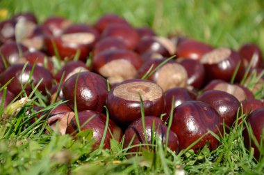 Yeşil çimenlerin üzerinde kestane