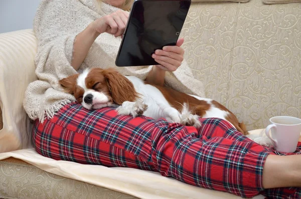 Lady holding tablet and cavalier dog — Stock Image Lady holding tablet and cavalier dog Royalty Free Stock Images
