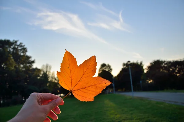 Leaf and alley — Stock Photo, Image