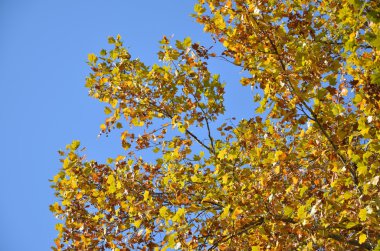 sonbahar yaprakları ve mavi gökyüzü