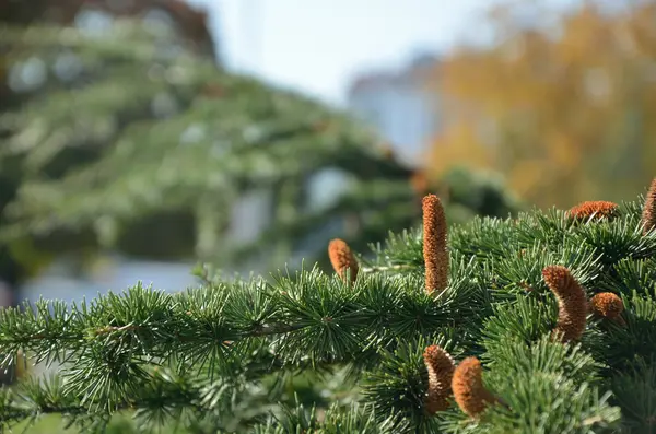 Pine branches with burgeons — Stock Photo, Image