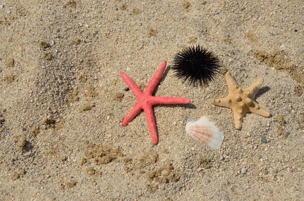 Erizo de mar y estrellas de mar —  Fotos de Stock