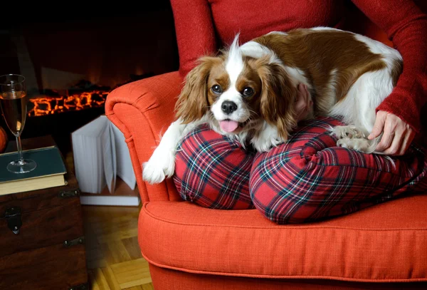 Dame entspannt sich mit ihrem Hund (Cavalier King Charles Spaniel) — Stockfoto