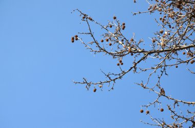 Ağaç dalları ve kış gökyüzünde çıplak