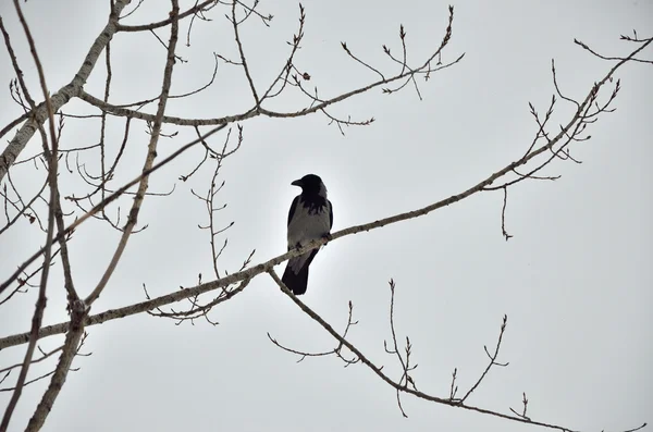 Um corvo em uma árvore — Fotografia de Stock